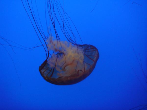 Monterey Bay Aquarium, President's Weekend