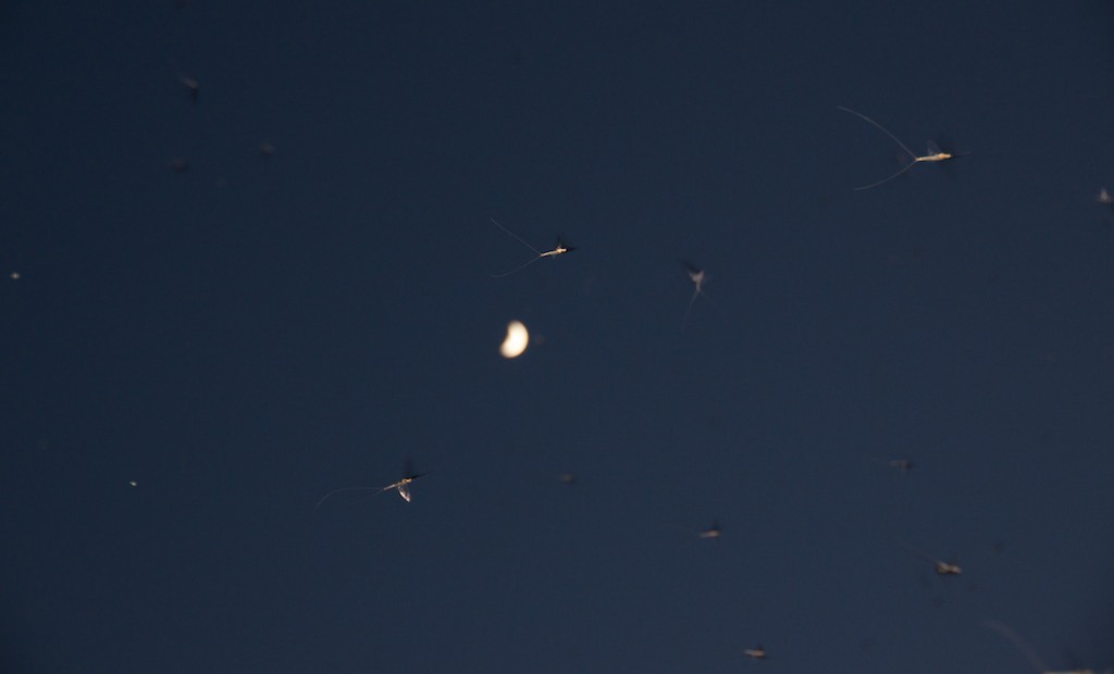 Moon_and_Mayflies_over_TN_River