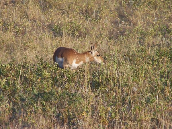 More of the park wildlife