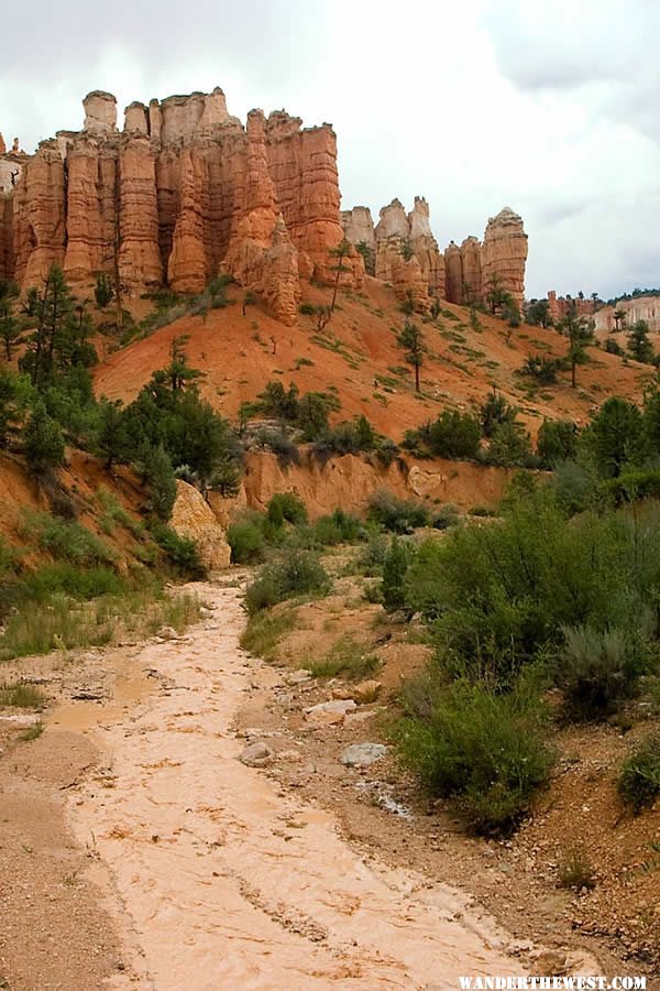 Mossy Cave Area