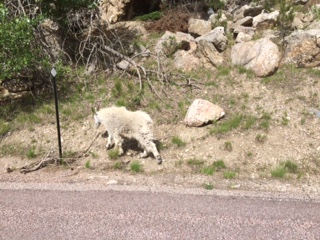 Mountain goat by side of road behind Mt. Rushmore