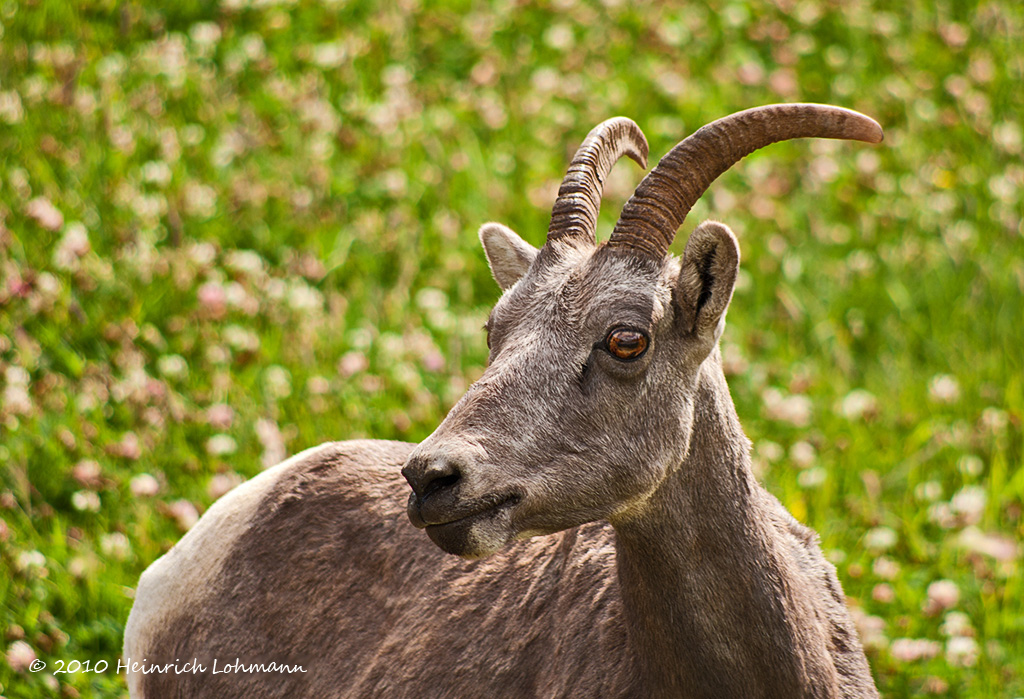 Mountain Sheep