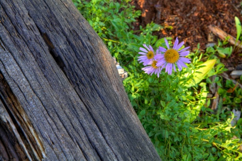 Mountain Wildflowers