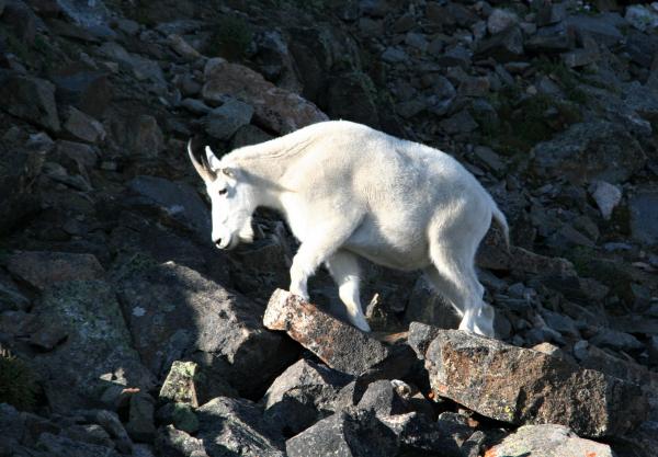 MT GOAT  (28)