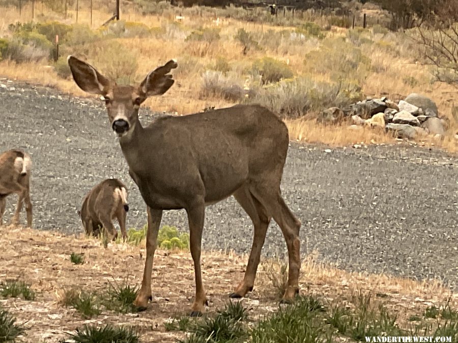 Mule Deer