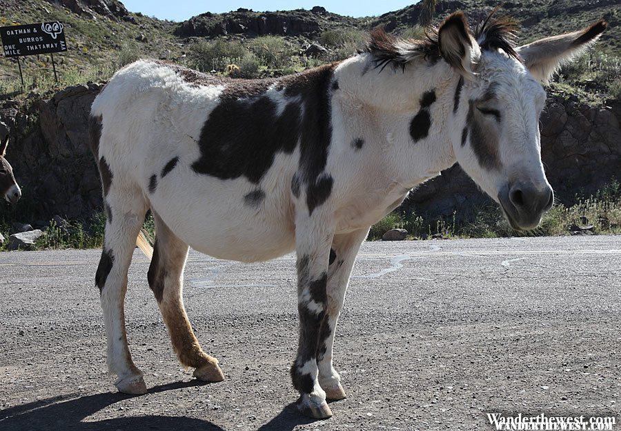 Mule - Oatman, Arizona