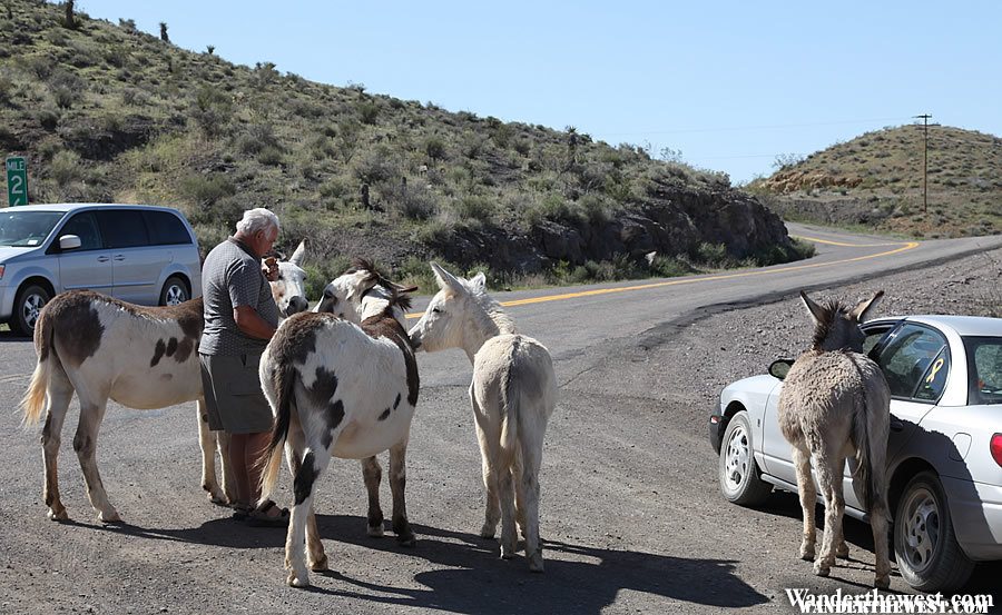 Mules - Oatman, Arizona