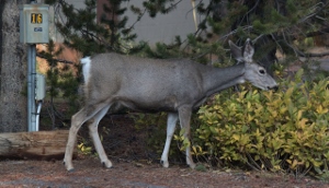 Muley in the next site.