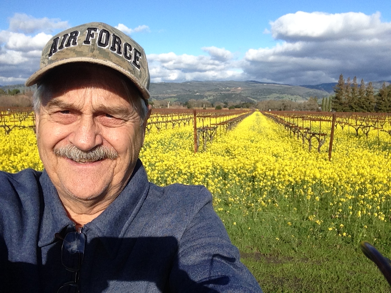 Mustard in Napa Valley among the vines.