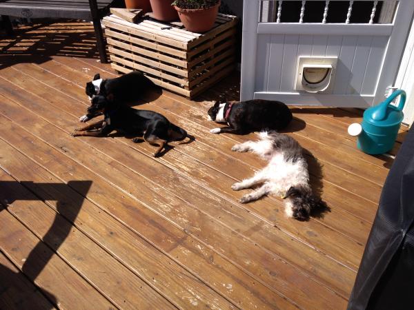 My fur babies catching some rays!