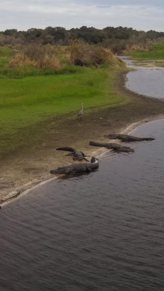 Myakka State Park, Sarasota, FL