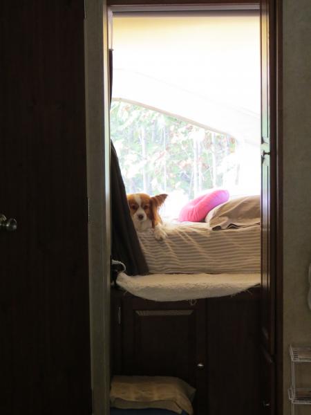 Nemo likes the back bunk.