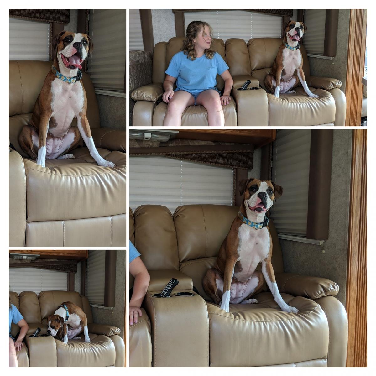 New furniture passes the kid/dog test.