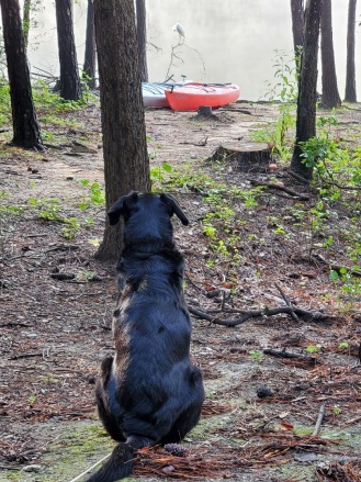 Nikki keeping an eye on our new neighbor