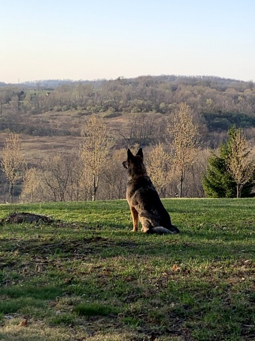 Nina overlooking her turf