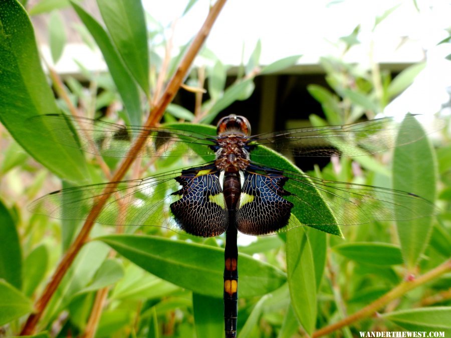 ninja dragonfly