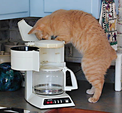 No FT RVer should be without a barista ... this is our Manx, Notales. I rescued him as a kitten in 1999 in Arizona, where I assume he'd been abandoned