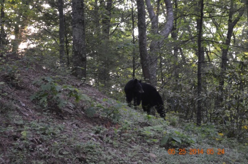 On our way to Cade's Cove near Gatlinburg, TN we found this bear sitting alongside the roadway.  After a couple of cars stopped--he crossed the road a