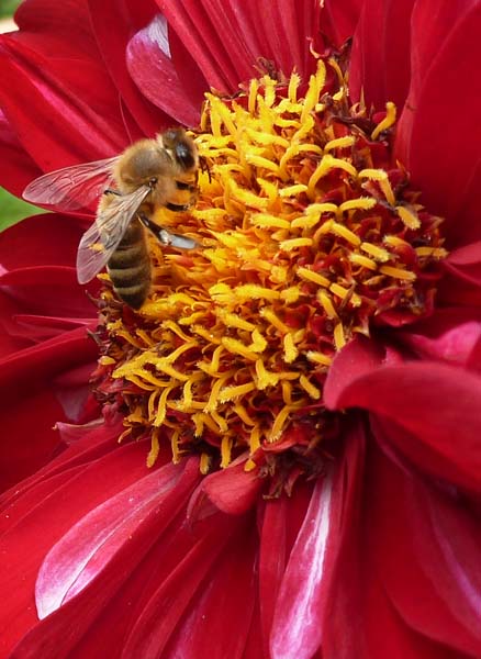 One of my favorite subjects: flowers with bugs on them.