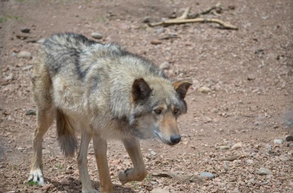 One of the more elderly wolves at the Center.  This place was amazing and very educational.  It is worth every bit of  the $10 admission fee.  Reserva