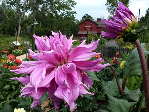 One of the tours at the Rally took us to the Bonneyville Mill, and adjacent to this is the American Dahlia Society trial garden.