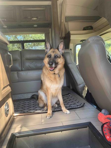 Our 10 yr old GSD in RV