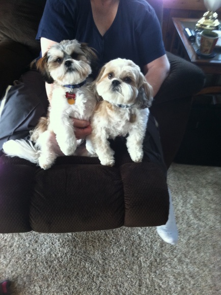 our boys
Toby & Tucker