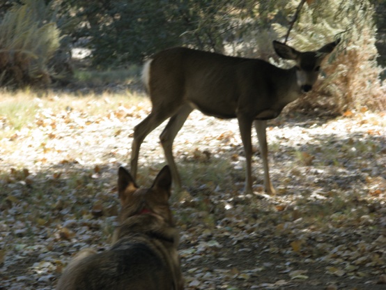 our dog and a deer. I think thay would have played but didn't  no how to start. This lasted for 10 minutes or more then both slowly walked away. gemma