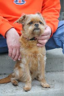 Our dog, Rusty, a Brussels Griffon & Cavalier King Charles mix, a "Brussalier".