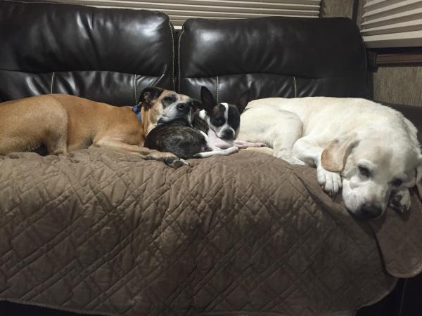 Our fur babies Noel the Boxer, Hunter the Lab and Sissy the boston terrier/chihuahua mix