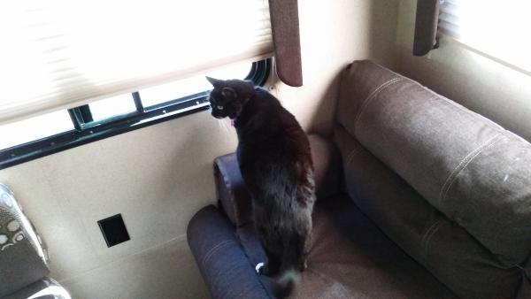 Our kitty checking things out while I loaded the groceries.