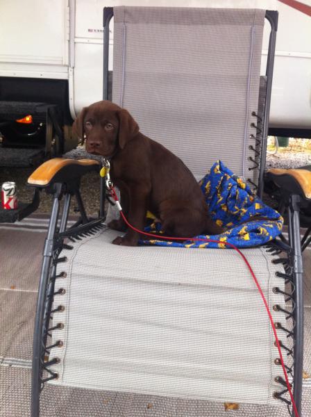 Our labs first camping trip