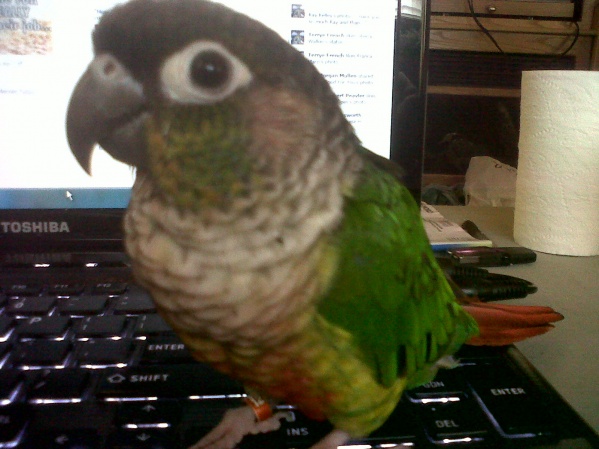 our little female conure KeKe   best little bird ever!!