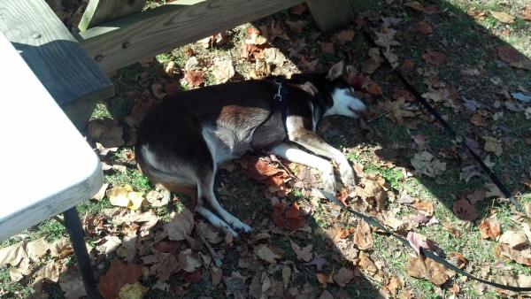 Our puppy enjoys camping as much as we do.