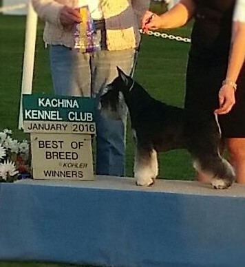 OUR TWO YR OLD MINI SCHNAUZER WINNING BEST OF BREED!