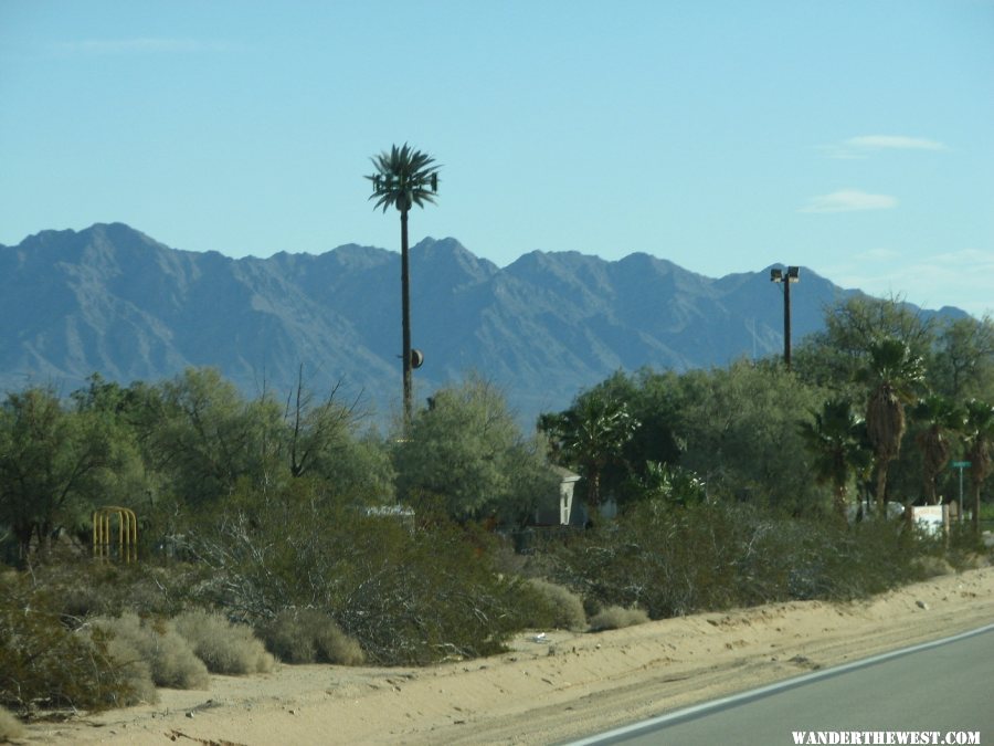 Palm Tree cell tower.