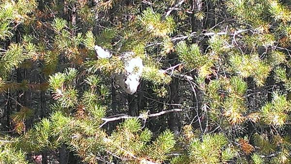 Paper wasp nest at MacGregor lake. The size of a small watermelon. 9/22/13