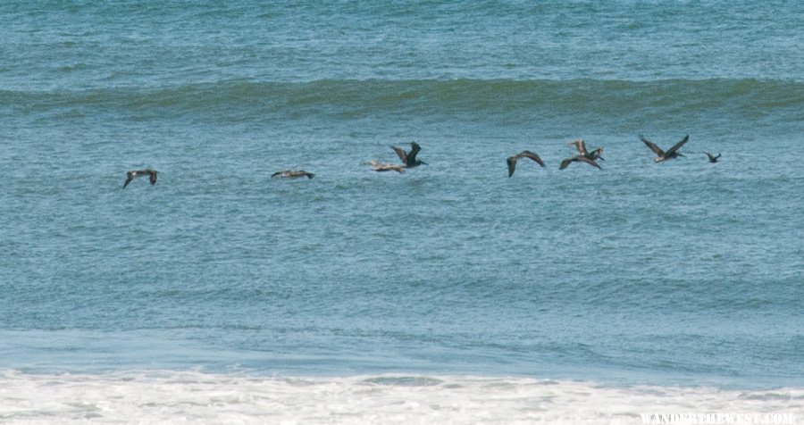 Pelicans