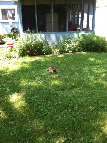 Pet raccoon at camp.