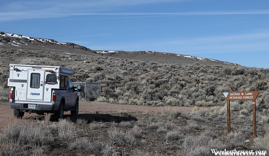 Petrified Forest - NE Nevada