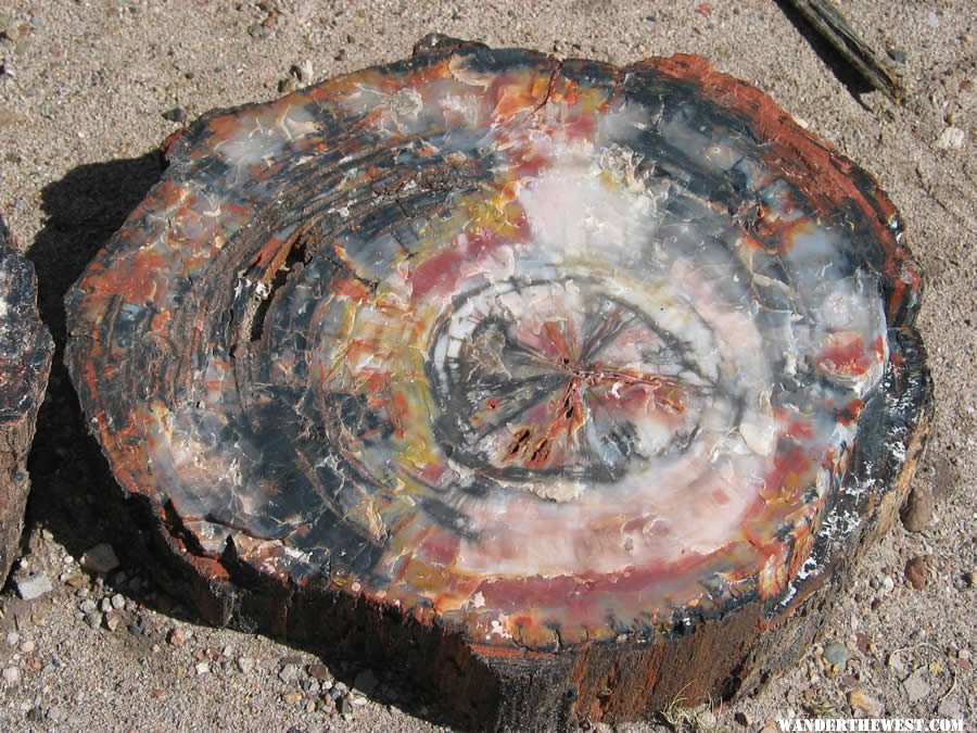 Petrified Log