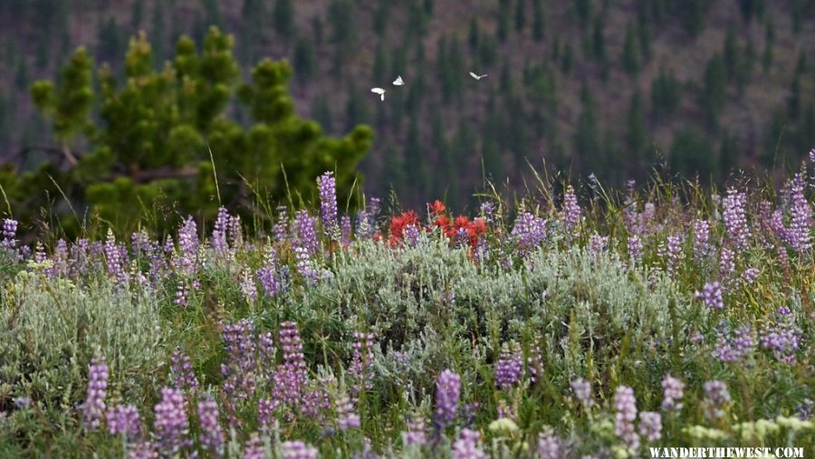 Pine Mountain butterflies June 2015