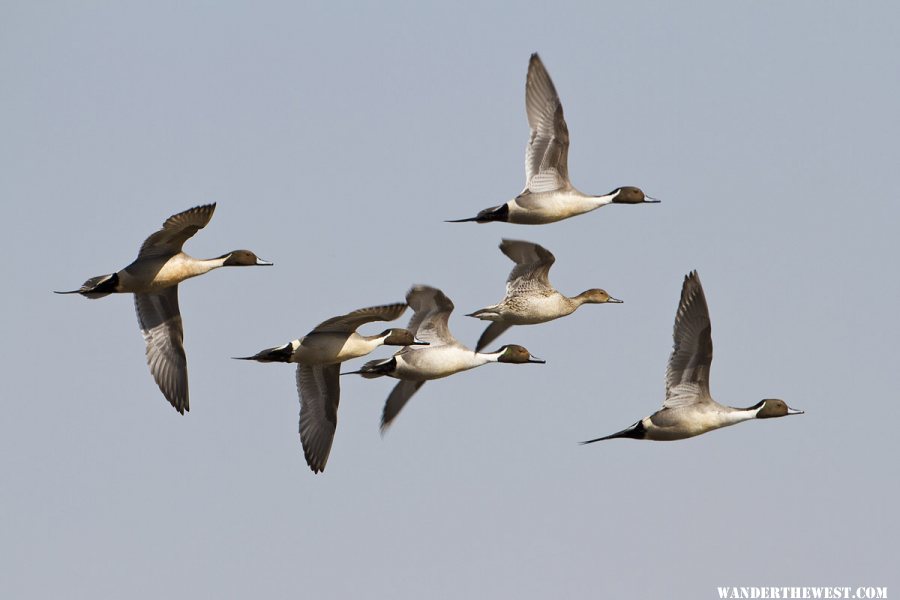 Pintails