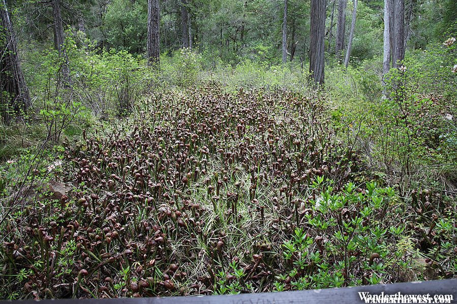 Pitcher Plants - Smith River