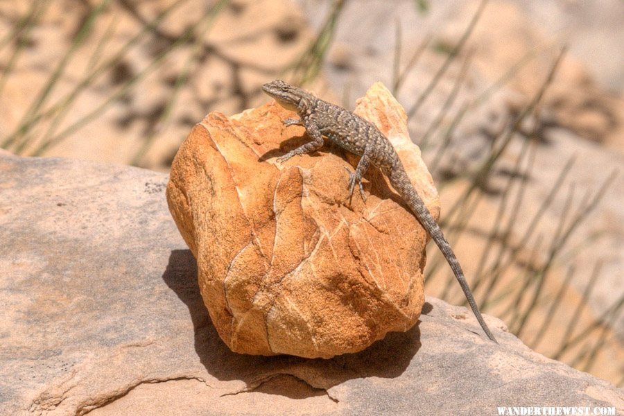 Posing Lizard in Headquarters Canyon