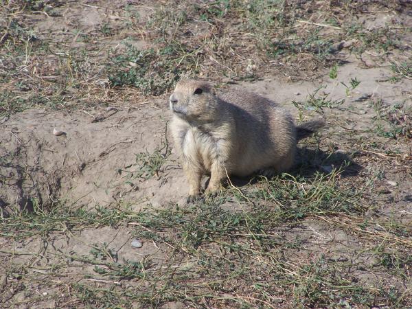 Prairie dog not sure where to go