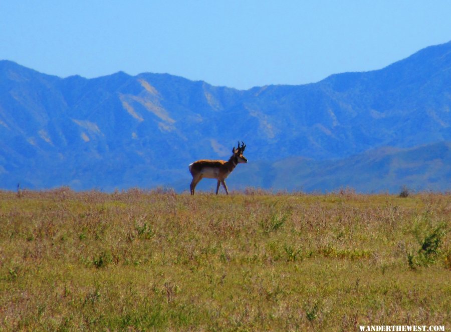 Pronghorn on the plain.