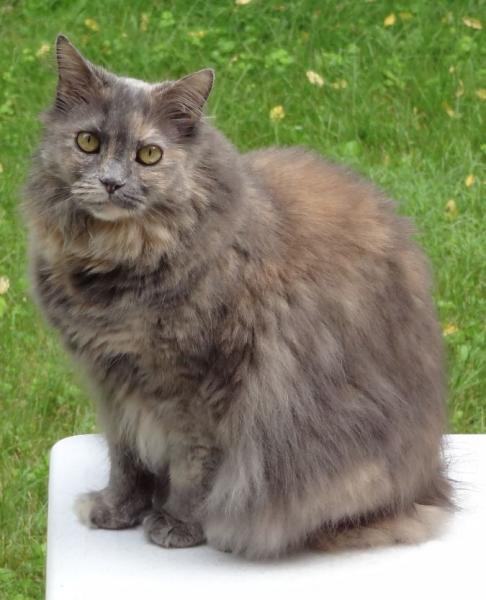 Purrscilla on Picnic table