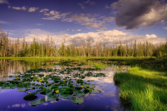 Quiet Reflection, Lily Lake