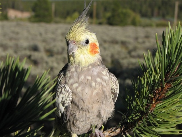 &quot;Inde&quot; the traveling Cockatiel